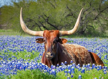 Firefly_Texas+longhorn bull lying in a field of bluebonnet flowers in springtime_photo,beautif...jpg