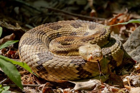 RattleSnake-2.jpg