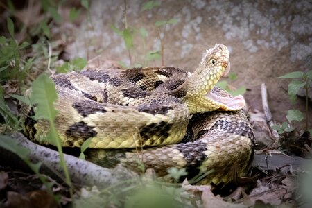 RattleSnake-3.jpg