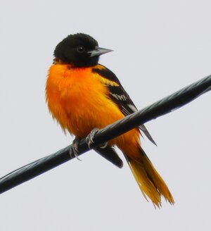 Baltimore Oriole.JPG