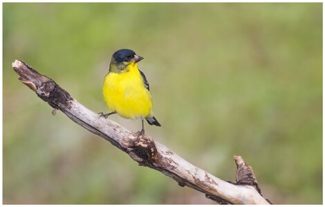 Lesser-Goldfinch4b.jpg