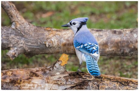 Blue-Jay1.jpg