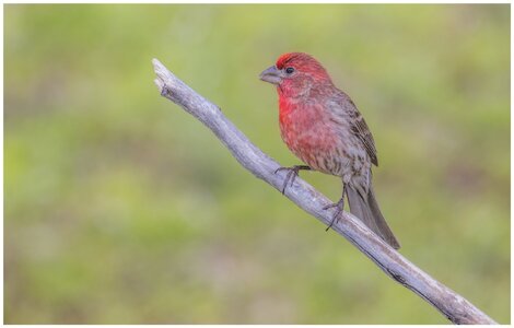 House Finch.jpg