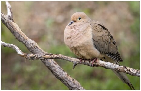 Mourning Dove.jpg