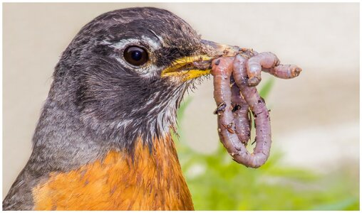 American-Robin.jpg