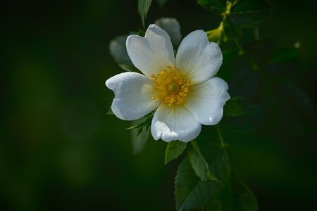 White Dog Rose.jpg
