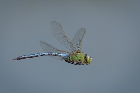 Emperor Dragonfly.jpg