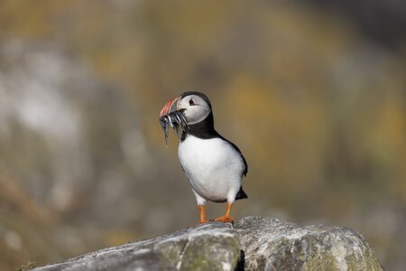 500mm_Puffin __G7A4457 copy.jpg