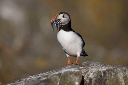 600mm _Puffin __G7A4352 copy.jpg