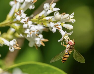 Hoverfly.jpg