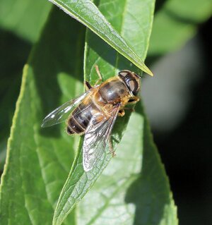 Common Drone Fly-Eristalis tenax.jpg