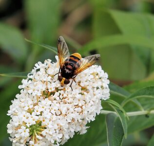 Hornet Mimic Hoverfly Volucella zonaria.JPG