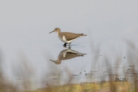 Common Sandpiper R7-019502.jpg