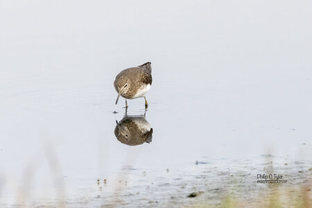 Green Sandpiper R7-019508.jpg