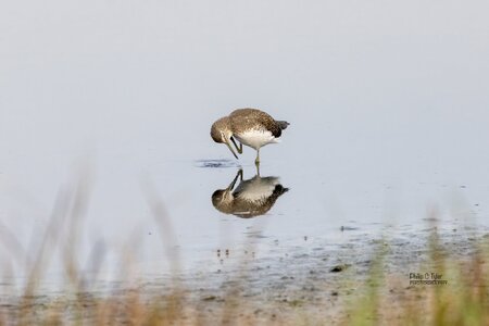 Green Sandpiper R7-019509.jpg