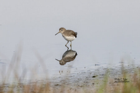 Green Sandpiper R7-019510.jpg