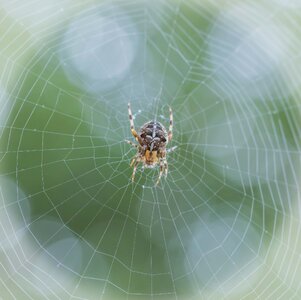 Garden Cross Spider - vignette.jpg