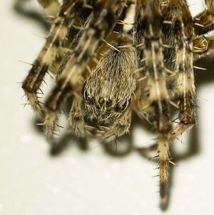 Garden Cross Spider (headshot).jpg
