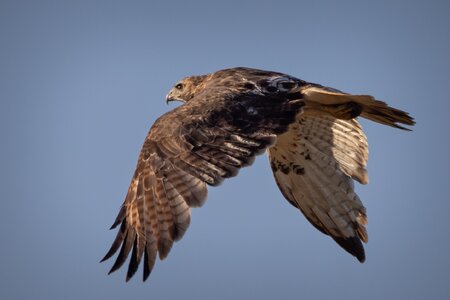 RedtailedHawk-4.jpg