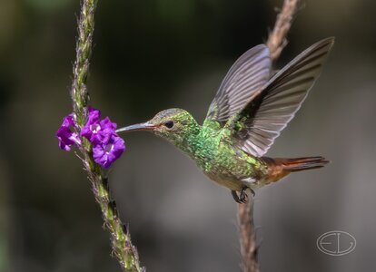 R7_C8322 Hummingbird-Enhanced-NR.jpg