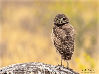 Burrowing Owl.jpg