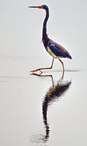 Heron_TM_2114 Cropped.jpg