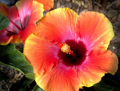 Hibiscus_3_Color_Vin_2742.jpg