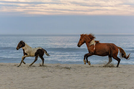 2021_05_Assateague-13156-Edit2048.jpg