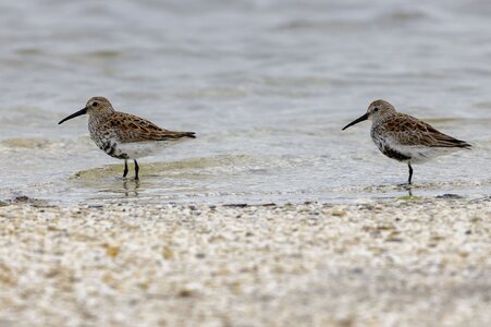 2021_05_Assateague-11830-Edit2048.jpg