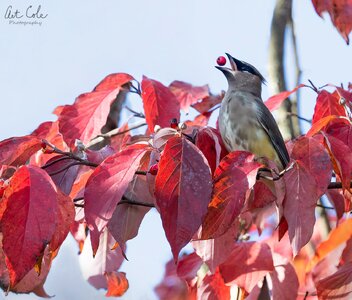 WaxwingberrypopcropLGv2SM.jpg
