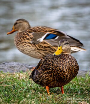 2025-063-008 Autumn birds-DxO_DeepPRIME XD2s.jpg