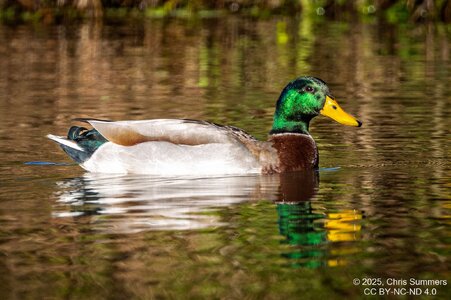2025-063-062 Autumn birds.jpg