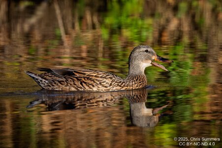 2025-063-082 Autumn birds-2.jpg
