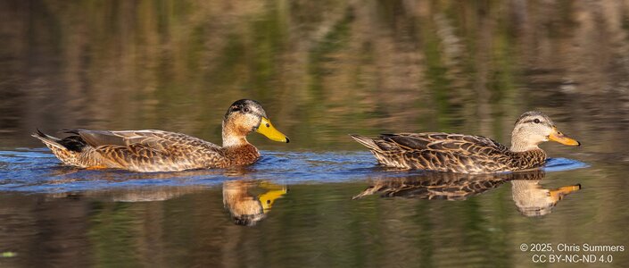 2025-063-106 Autumn birds.jpg