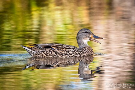 2025-063-147 Autumn birds-2.jpg
