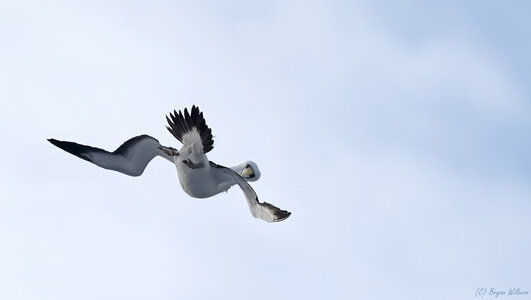 _17A9444 Masked Booby 24 40 42 S 163 2 50 E R5MkII  100-500 500mm f71 8000th ISO1600 Cr.jpg