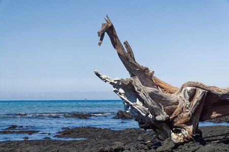 Drift wood.jpg