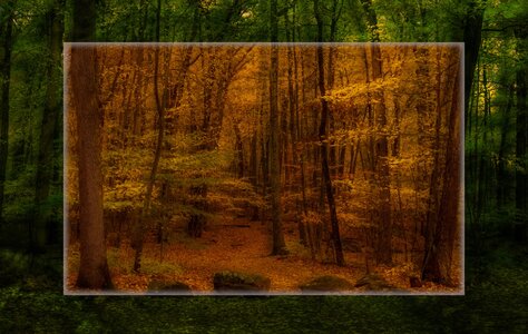 2025_10_120_LincolnWoods Autumn-ME-10055-56-Edit3000_3_Original.jpeg