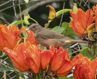 R7_D9800 Clay-colored Thrush-Enhanced-NR-Edit.jpg