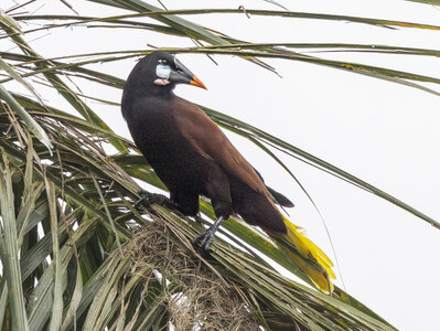 R7_D9746  Montezuma Oropendola-Enhanced-NR.jpg