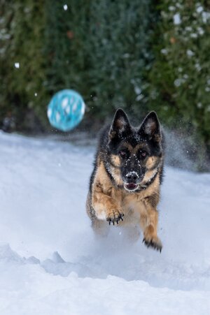 Dog-Snow-Fun.JPG