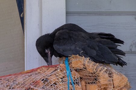 Little Crow is tired.JPG