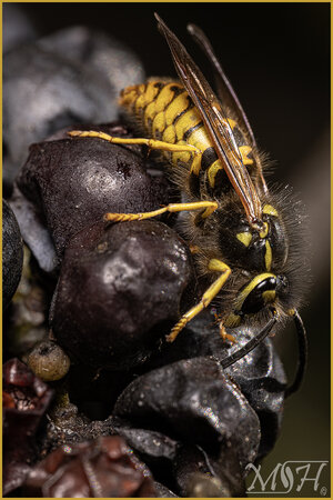 59873_Wasp and Berries.jpg
