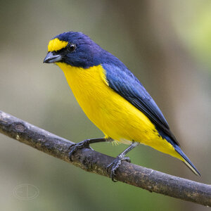 R7_F7224 Yellow-throated Euphonia.jpg