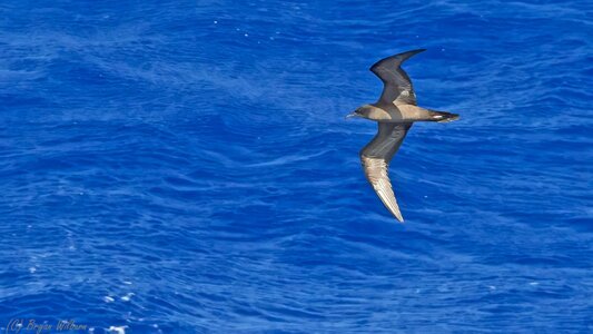 _17A9015  Wedge-tailed Shearwater 16 36' 27 S - 175 58 17 W R5MkII 100-500 500mm f10 3200th IS...jpg