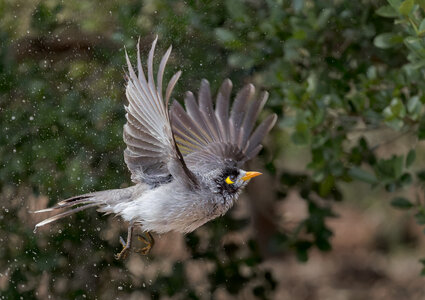 Wet Noisy Miner.jpg