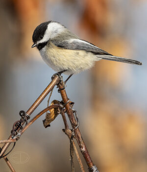 R7_G0195 Chickadee.jpg
