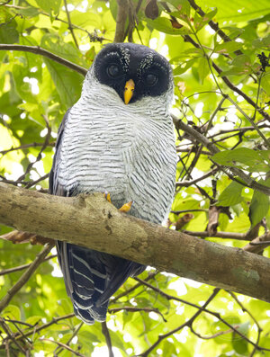 R7_F7978 Black-banded Owl.jpg