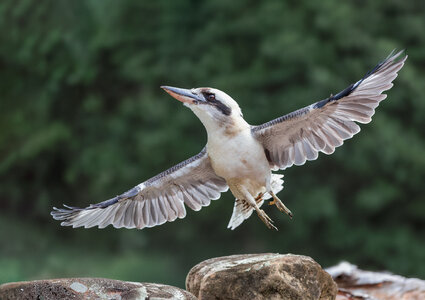 Laughing Kookaburra.jpg