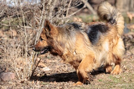 Coco Miss Fluffy.jpg